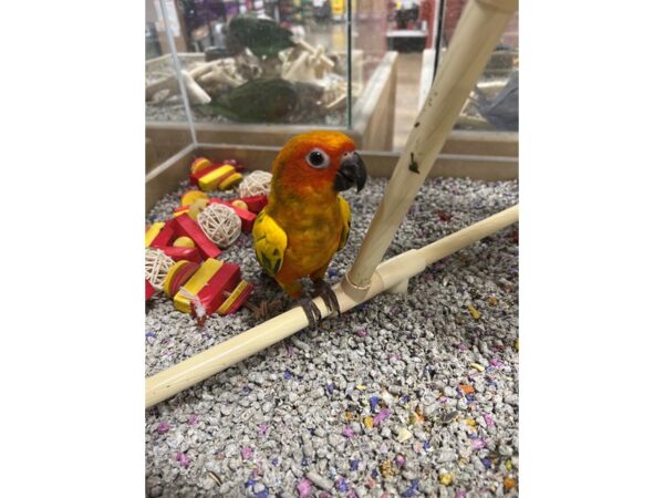 Sun Conure-BIRD---3489-Petland Norwin, PA