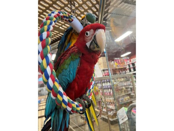 Green Wing Macaw BIRD 3504 Petland Norwin, PA