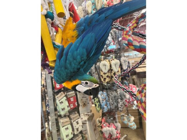 Blue and Gold Macaw-BIRD---3503-Petland Norwin, PA