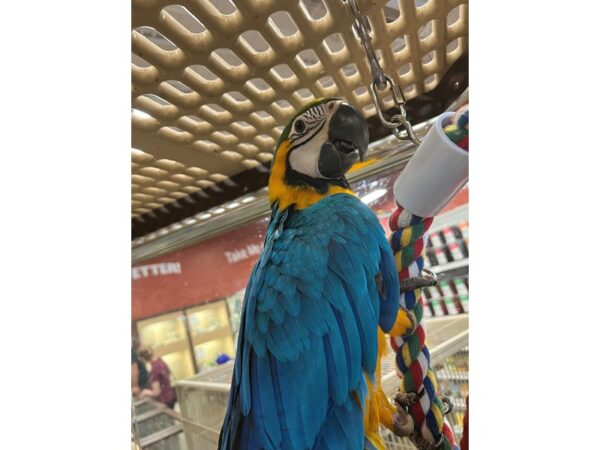 Blue and Gold Macaw-BIRD---3502-Petland Norwin, PA