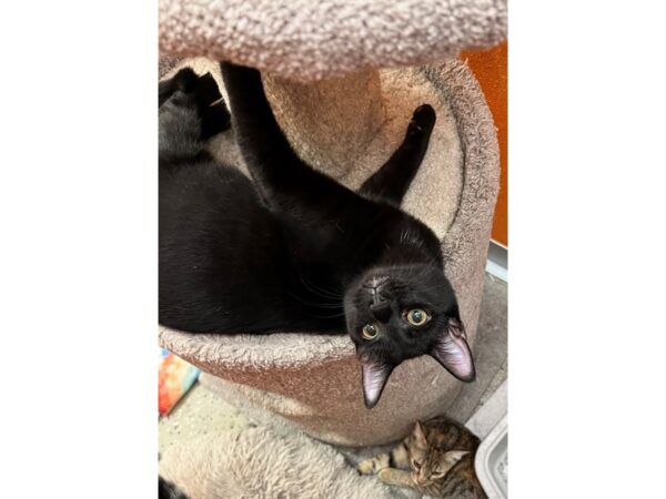 Domestic Short Hair CAT Male Black 3506 Petland Norwin, PA