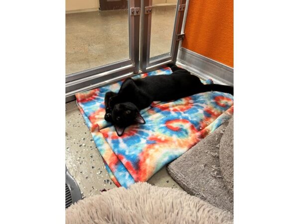 Domestic Long Hair-CAT-Female-Black-3507-Petland Norwin, PA