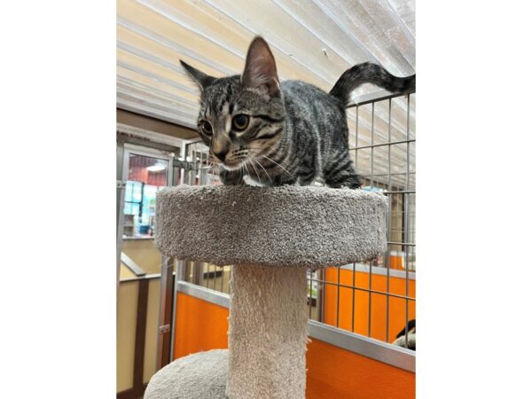 Domestic Short Hair CAT Male Brown Tabby 3512 Petland Norwin, PA