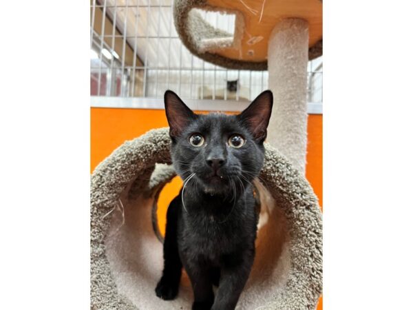 Domestic Medium Hair CAT Male Black 3510 Petland Norwin, PA