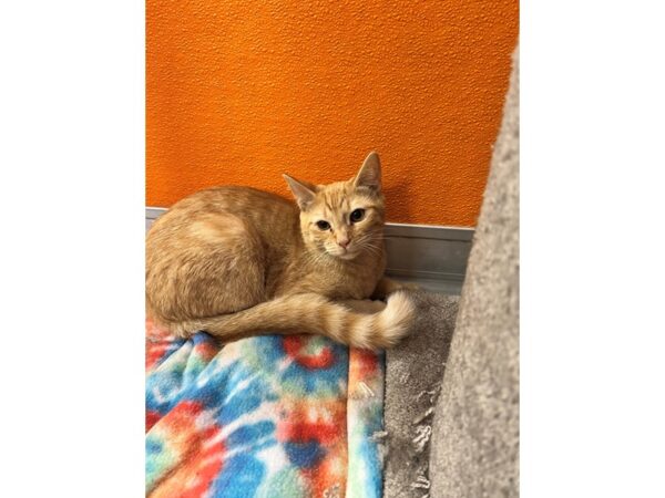 Domestic Short Hair CAT Male Orange and White 3513 Petland Norwin, PA