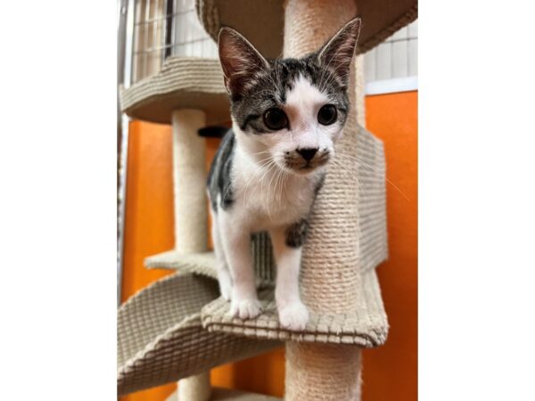 Domestic Short Hair CAT Female Black and White 3514 Petland Norwin, PA