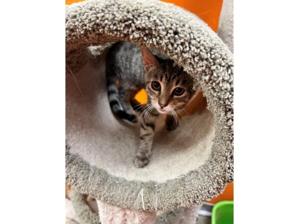 Domestic Short Hair-CAT-Female-Brown Tabby-3516-Petland Norwin, PA