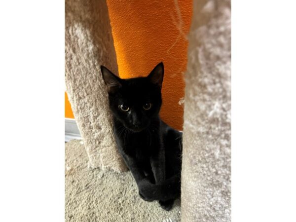 Domestic Short Hair CAT Male Black 3517 Petland Norwin, PA