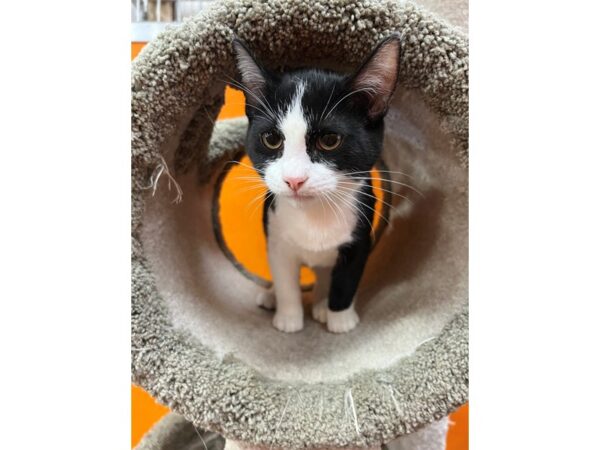 Domestic Short Hair-CAT-Female-Black and White-3519-Petland Norwin, PA