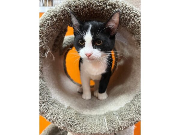 Domestic Short Hair CAT Female Black and White 3519 Petland Norwin, PA