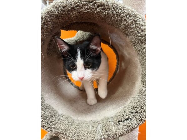 Domestic Short Hair CAT Male Black and White 3518 Petland Norwin, PA