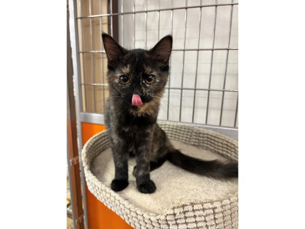 Domestic Short Hair-CAT-Female-Torti-3520-Petland Norwin, PA