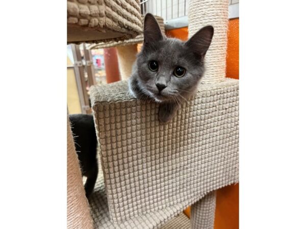 Domestic Short Hair CAT Female Grey 3521 Petland Norwin, PA