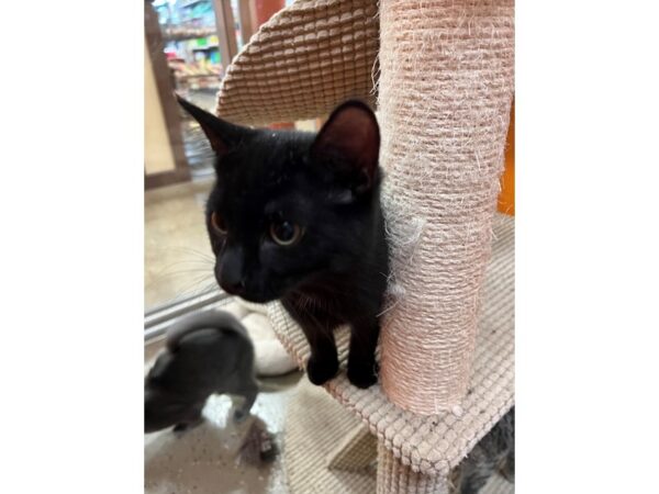 Domestic Short Hair CAT Female Black 3522 Petland Norwin, PA