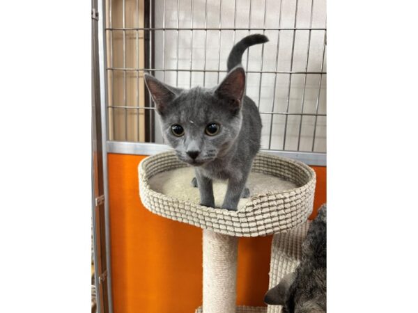 Domestic Short Hair CAT Female Grey 3523 Petland Norwin, PA