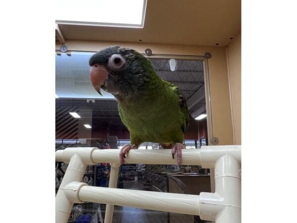 BLUE CROWN CONURE-BIRD---3494-Petland Norwin, PA