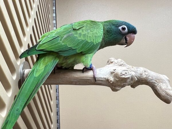 BLUE CROWN CONURE BIRD 3477 Petland Norwin, PA