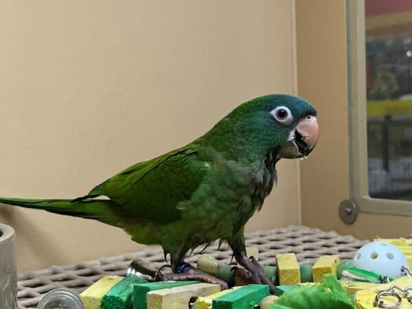 BLUE CROWN CONURE-BIRD---3478-Petland Norwin, PA