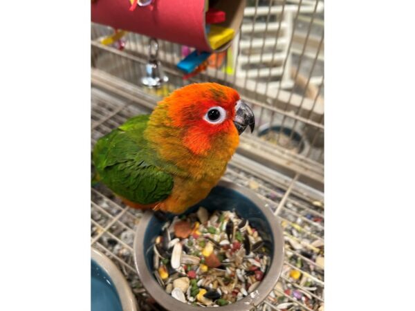 Sun Conure High Red BIRD 3497 Petland Norwin, PA