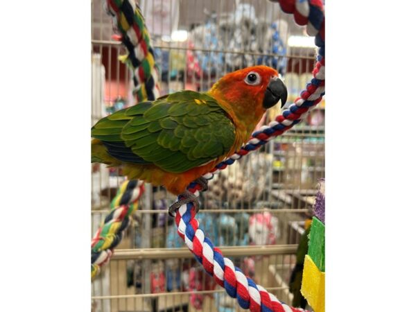 Red Factor Sun Conure BIRD 3496 Petland Norwin, PA