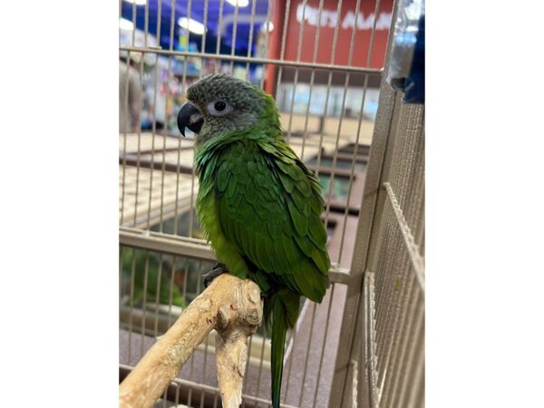 DUSKY CONURE-BIRD---3495-Petland Norwin, PA