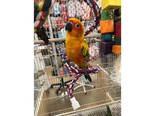 Sun Conure BIRD 3500 Petland Norwin, PA