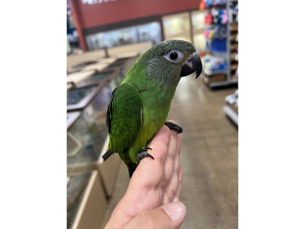 DUSKY CONURE BIRD 3505 Petland Norwin, PA