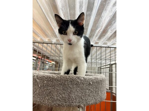 DSH Cat CAT Female Black and White 3529 Petland Norwin, PA