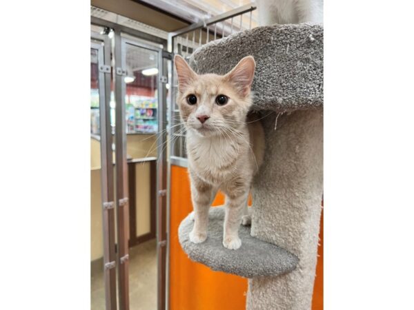 Domestic Short Hair CAT Male Cream 3532 Petland Norwin, PA