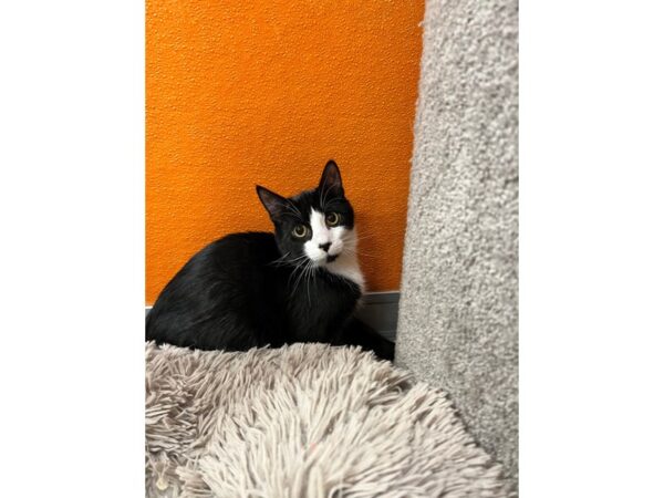 DSH Cat-CAT-Male-Black and White-3531-Petland Norwin, PA