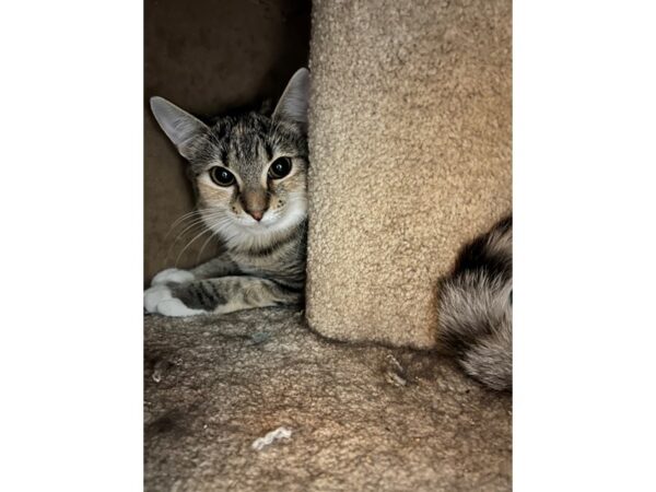 DSH Cat-CAT-Female-Torbie-3526-Petland Norwin, PA