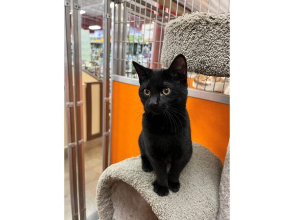 Domestic Short Hair CAT Female Black 3535 Petland Norwin, PA