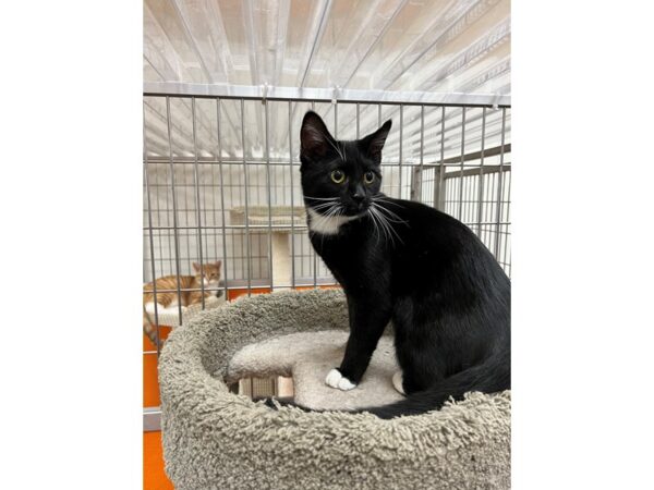 DSH Cat-CAT-Female-Black and White-3530-Petland Norwin, PA