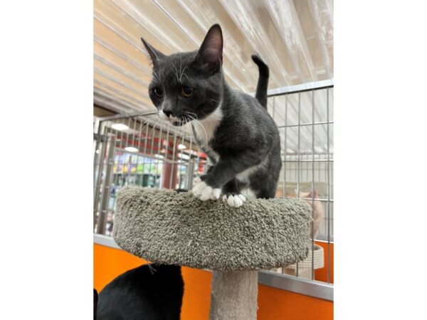 DSH Cat-CAT-Male-Grey and White-3528-Petland Norwin, PA