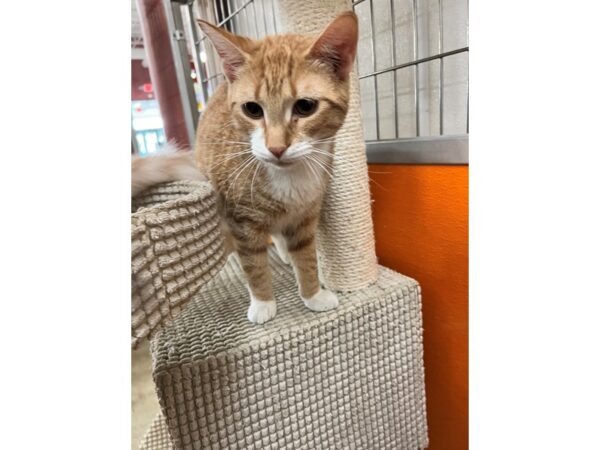 DSH Cat-CAT-Male-Orange and White-3525-Petland Norwin, PA