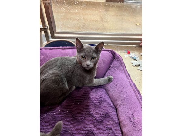 Domestic Short Hair-CAT--Grey-3538-Petland Norwin, PA