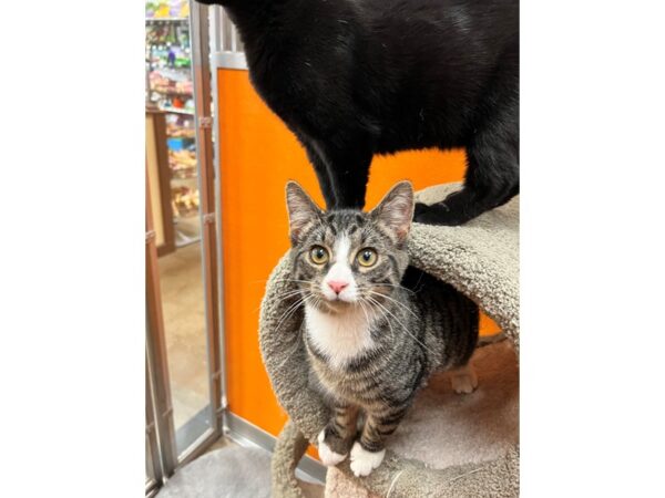 Domestic Short Hair CAT Male Brown Tabby with White 3534 Petland Norwin, PA