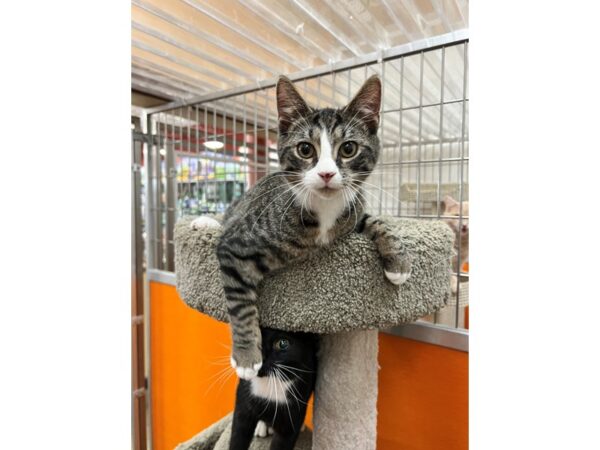 Domestic Short Hair CAT Male Brown Tabby with White 3536 Petland Norwin, PA