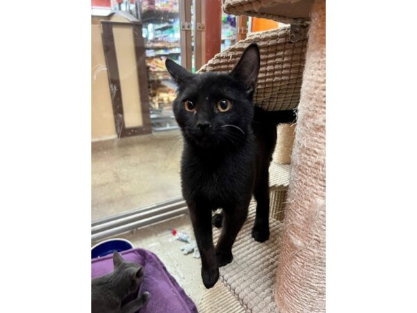 Domestic Short Hair CAT Female Black 3537 Petland Norwin, PA