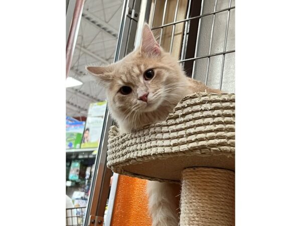 Domestic Medium Hair-CAT-Male-Cream-3533-Petland Norwin, PA