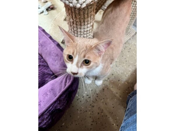 DMH-CAT-Male-Cream-3524-Petland Norwin, PA