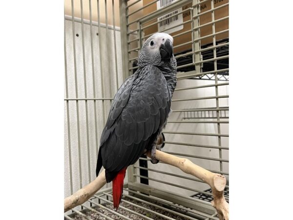 African Grey BIRD 3540 Petland Norwin, PA