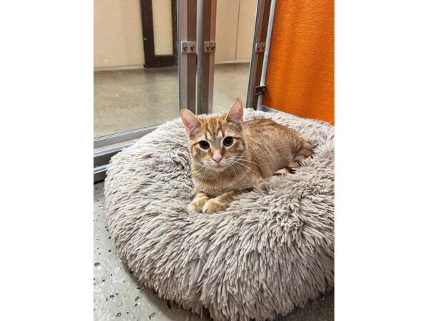 Domestic Short Hair CAT Male Orange Tabby 3559 Petland Norwin, PA