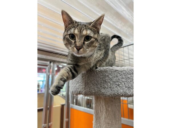 Domestic Short Hair CAT Female Tabby 3562 Petland Norwin, PA