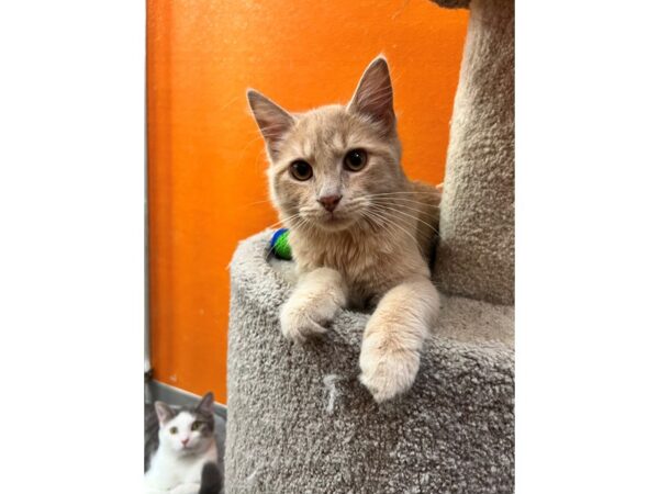 Domestic Short Hair CAT Male Buff 3561 Petland Norwin, PA