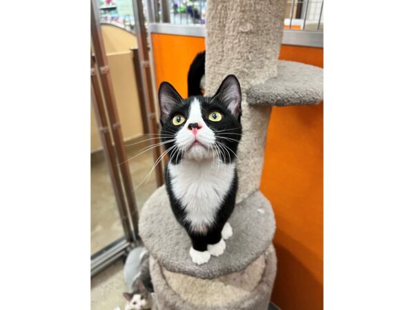 Domestic Short Hair CAT Male Black and White 3557 Petland Norwin, PA