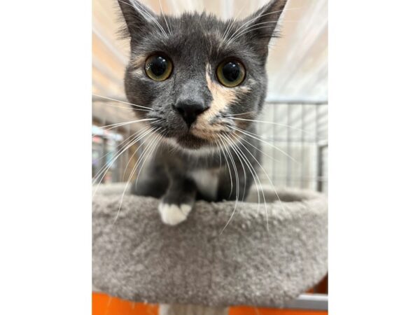 Domestic Short Hair CAT Female Dilute Calico 3549 Petland Norwin, PA