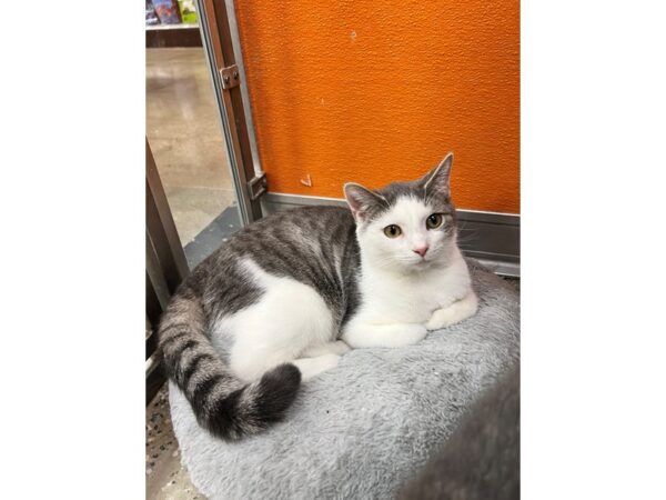 Domestic Short Hair CAT Male White and Gray tabby 3550 Petland Norwin, PA