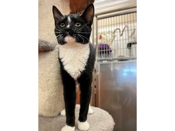 Domestic Short Hair CAT Female Black and White 3556 Petland Norwin, PA