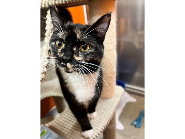 Domestic Short Hair CAT Female Calico 3548 Petland Norwin, PA